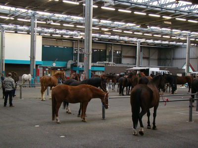 836577 Afbeelding van een paardenmarkt in de veemarkthallen (Sartreweg 1) te Utrecht.